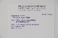 假黃楊藏品圖，第2張