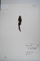 穗花蛇菰藏品圖，第1張