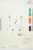 蓬萊毛茛藏品圖，第1張