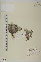 尼泊爾籟簫藏品圖，第1張