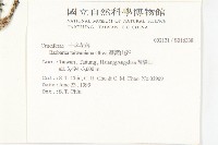 臺灣山芥菜藏品圖，第2張