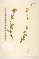 一枝黃花藏品圖，第1張