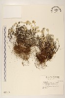 玉山薄雪草藏品圖，第1張