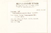 玉山薄雪草藏品圖，第2張