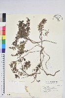 高山白珠樹藏品圖，第1張