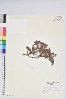 紅毛杜鵑藏品圖，第1張