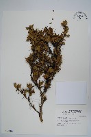 玉山小蘗藏品圖，第1張