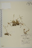 玉山卷耳藏品圖，第1張