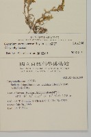 玉山卷耳藏品圖，第2張