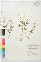 蓬萊毛茛藏品圖，第1張