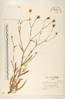 玉山毛蓮菜藏品圖，第1張