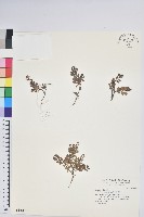 高山白珠樹藏品圖，第1張