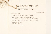 玉山飛蓬藏品圖，第2張