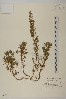 高山艾藏品圖，第1張