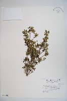 川上氏忍冬藏品圖，第1張