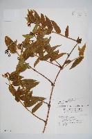 阿里山忍冬、漸尖葉忍冬藏品圖，第1張