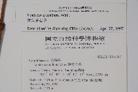 阿里山忍冬、漸尖葉忍冬藏品圖，第2張