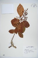 珊瑚樹藏品圖，第1張