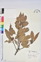 赤柯、赤椆、森氏櫟藏品圖，第1張