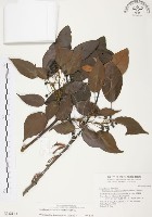 杜鵑桑寄生藏品圖，第1張