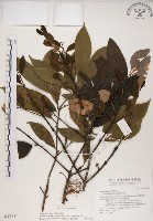 高氏桑寄生藏品圖，第1張