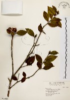 大頭茶藏品圖，第1張