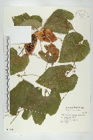 青牛膽藏品圖，第1張