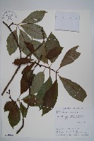 長花厚殼樹藏品圖，第1張