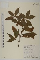 草珊瑚、紅果金粟蘭藏品圖，第1張