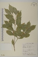 大丁黃藏品圖，第1張