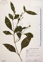 臺灣鱗球花藏品圖，第1張