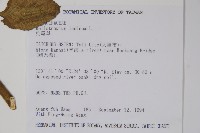 狗尾草藏品圖，第2張