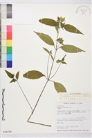 九頭獅子草藏品圖，第2張