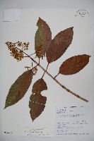 著生珊瑚樹藏品圖，第1張