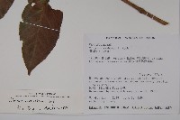 著生珊瑚樹藏品圖，第2張