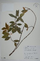 細梗絡石藏品圖，第1張