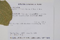 闊葉獼猴桃藏品圖，第2張