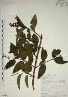 大葉溲疏藏品圖，第1張