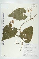 青牛膽藏品圖，第2張