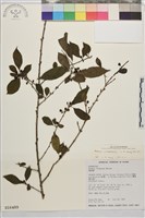 畢祿山鼠李藏品圖，第1張