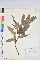 板栗藏品圖，第1張