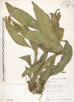 杜若藏品圖，第1張