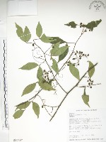 飛龍掌血藏品圖，第1張