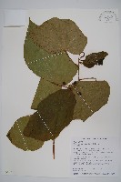 華八角楓藏品圖，第1張