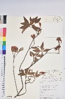 棲蘭山杜鵑藏品圖，第1張