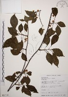 阿里山五味子藏品圖，第1張