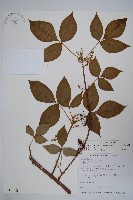 臺灣藤漆藏品圖，第1張