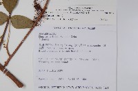 臺灣藤漆藏品圖，第2張