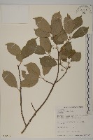 光果南蛇藤藏品圖，第1張