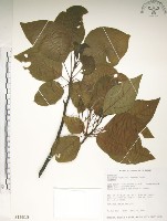 臺灣擦樹藏品圖，第1張